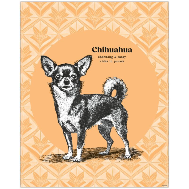 Chihuahua Dog Feature Image