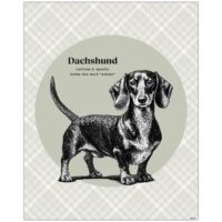 Dachshund Dog Feature Image