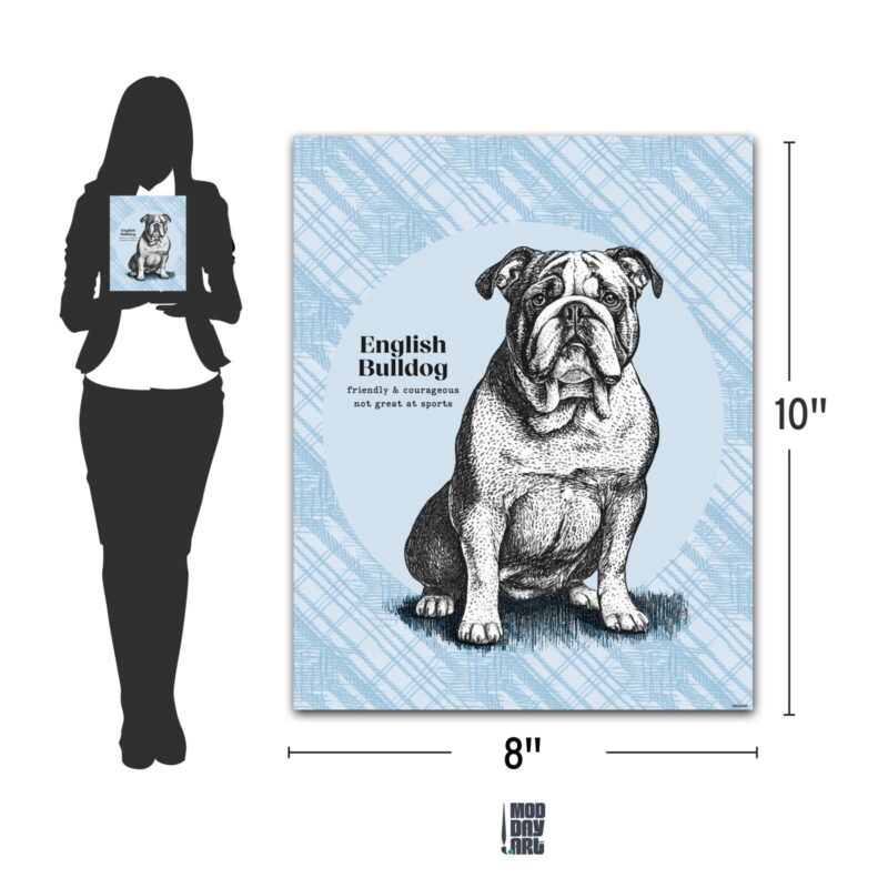 English Bulldog Dog Poster 8x10 dimension chart