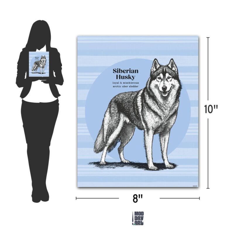 Siberian Husky Decor for Poster Dimensions chart