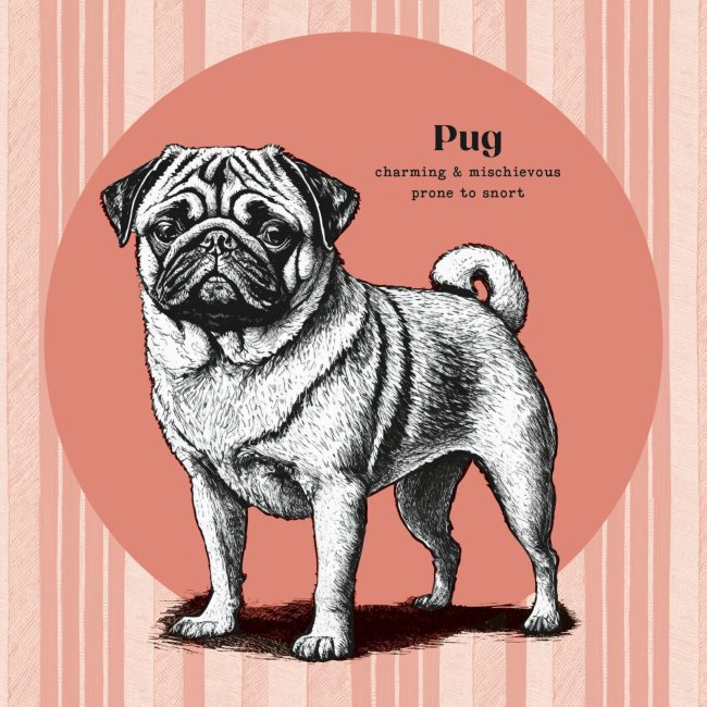 Pug dog wall art poster detail image